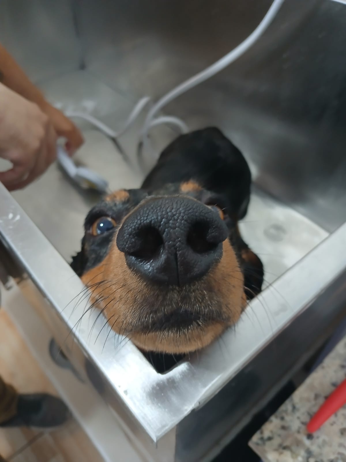 dog