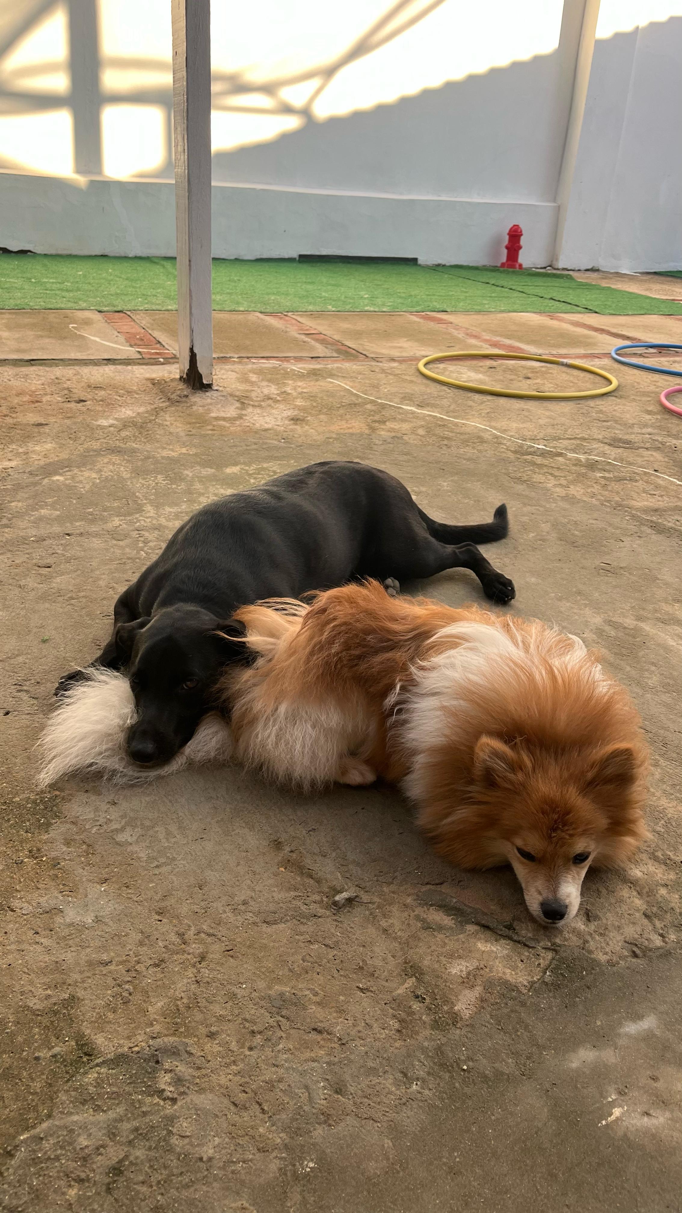 Hotel para Pets
